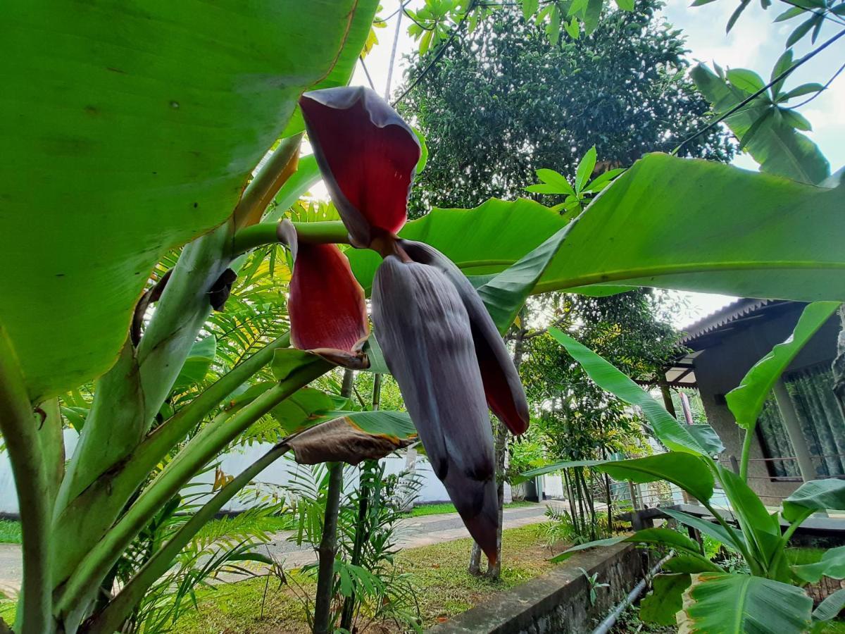 Mass Eco Cabana Yoga & Spa - Unawatuna Luaran gambar